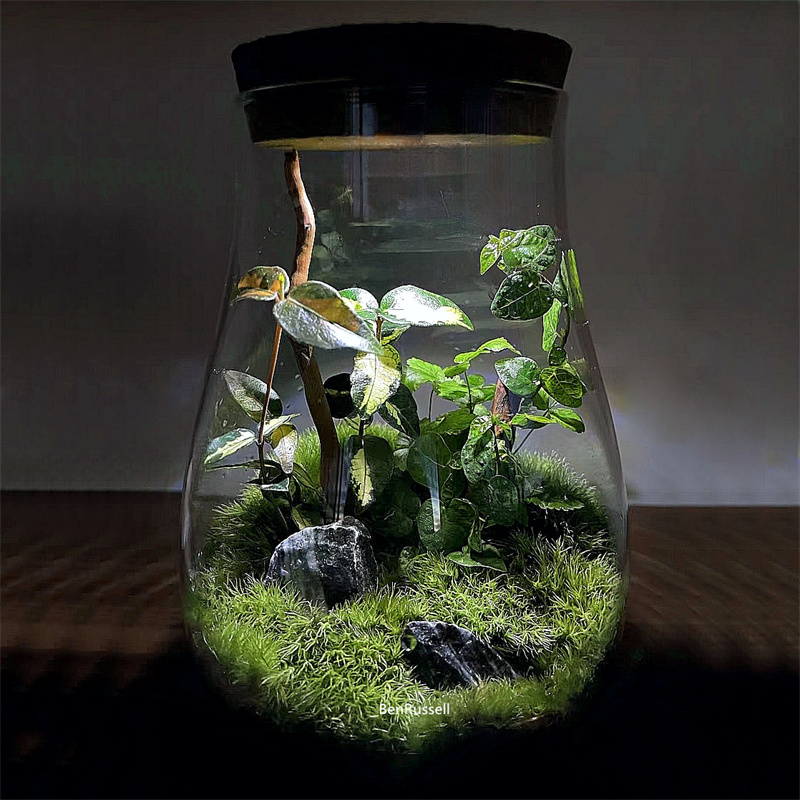 Terrarium Glass Bottle - Water Droplets Shape Glass Jars Micro