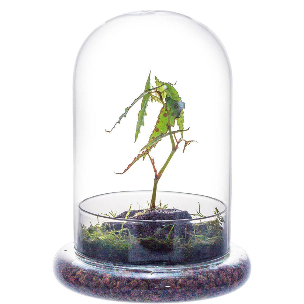 Terrarium Glass Bottle - Glass Dome with Airhole Glass Cloche