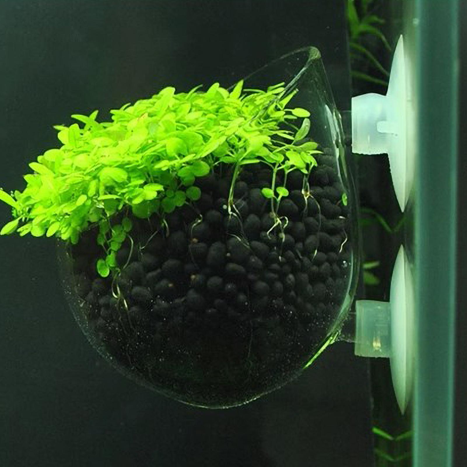 Aquarium Plant Holder Glass Aq - Terrarium Glass Bottle review and price