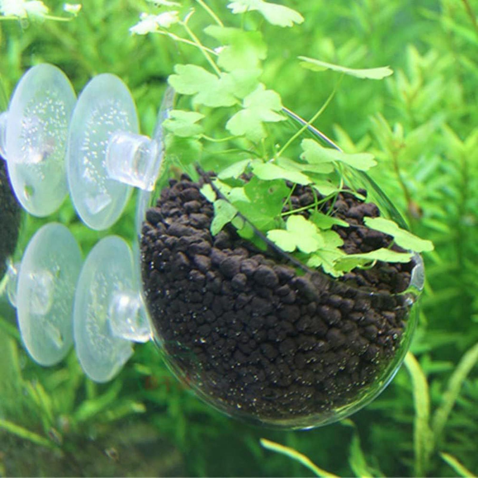 Aquarium Plant Holder Glass Aq - Terrarium Glass Bottle review and price