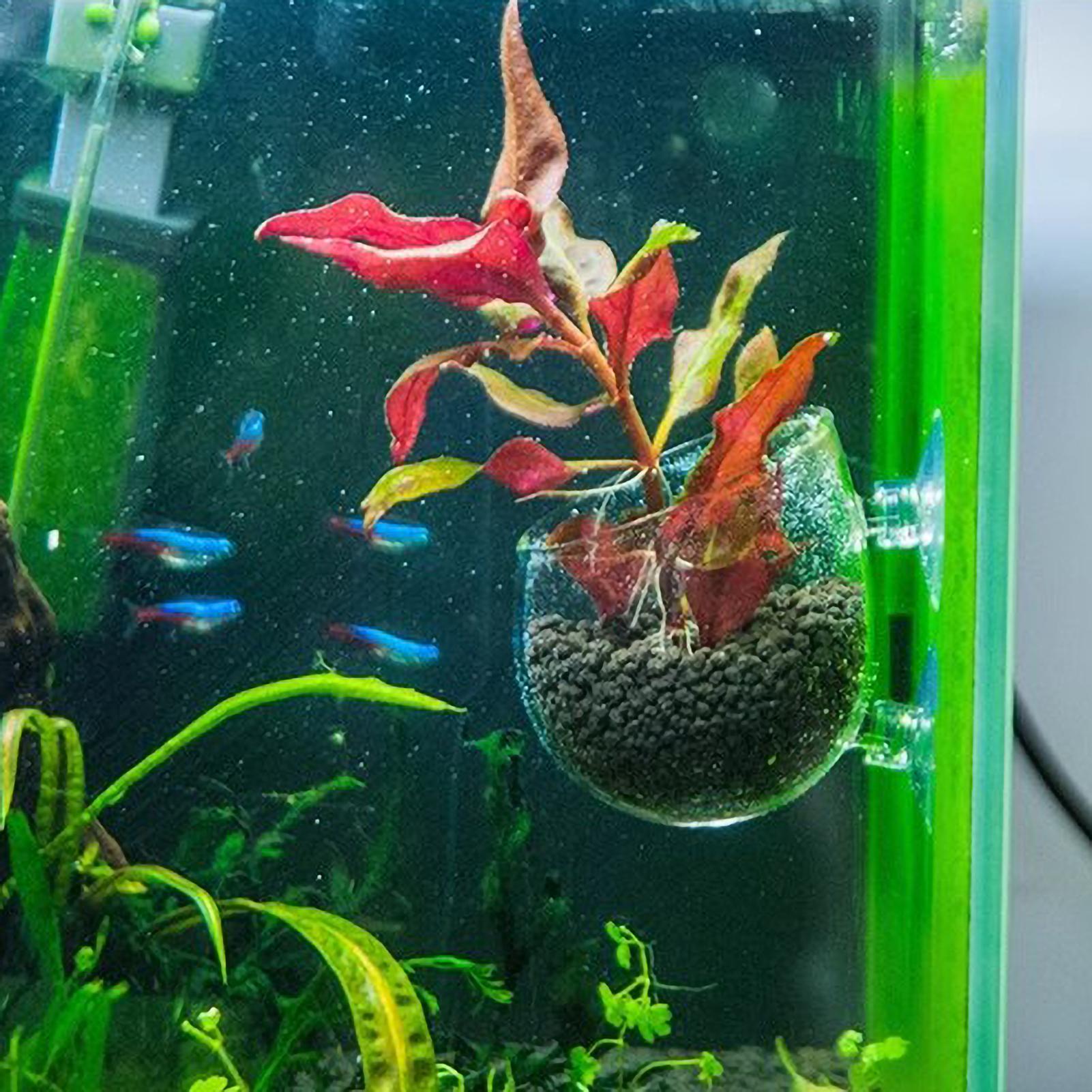 Aquarium Plant Holder Glass Aq - Terrarium Glass Bottle review and price