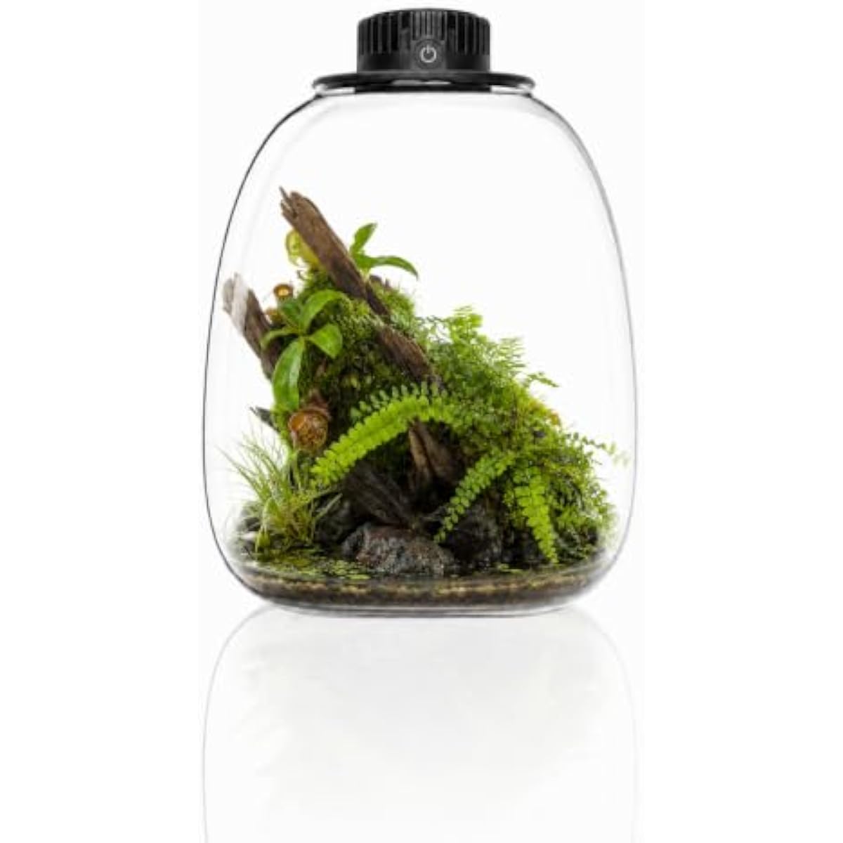 Round Bio Bottle Terrarium wit - Terrarium Glass Bottle review and price