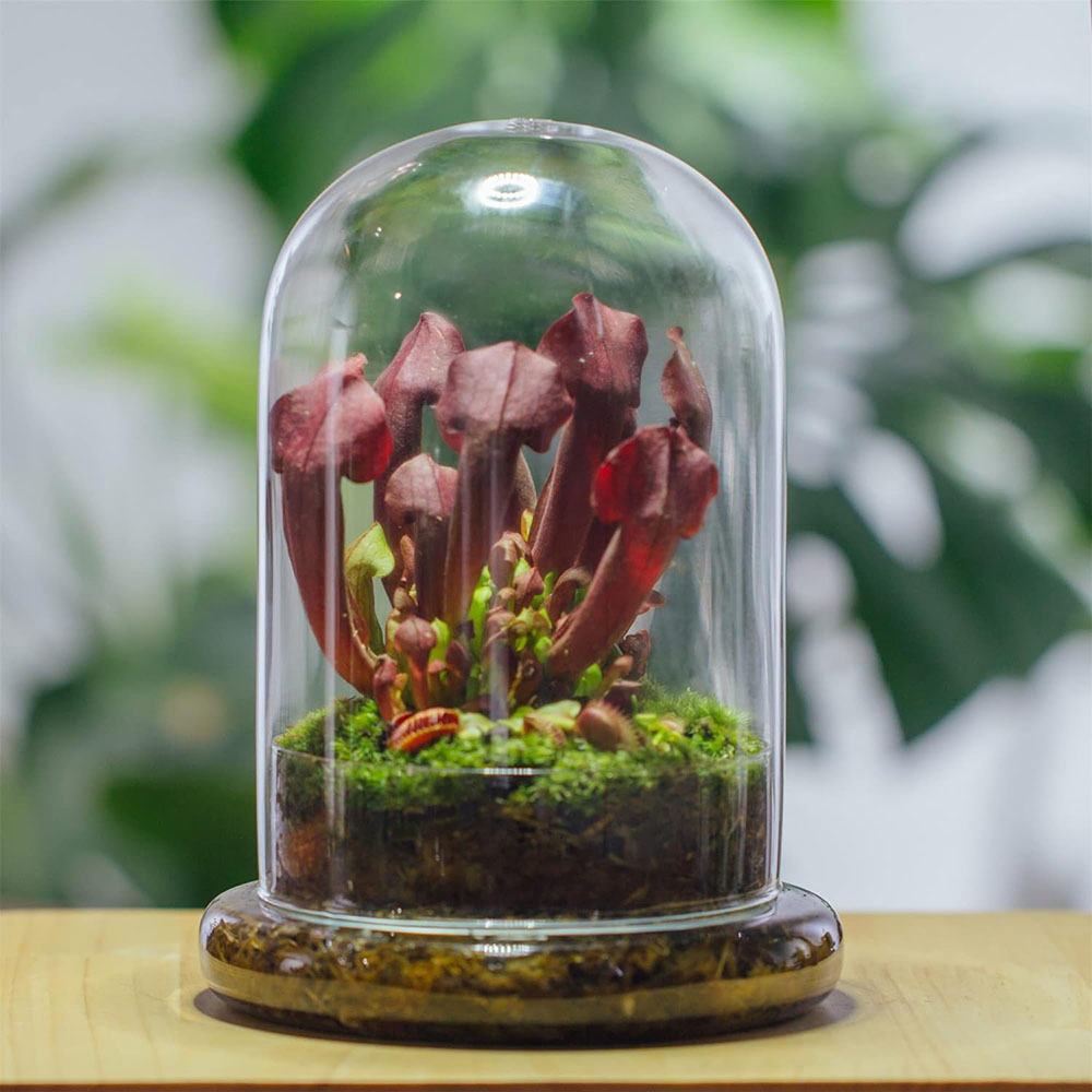 Glass Dome with Airhole Glass  - Terrarium Glass Bottle review and price