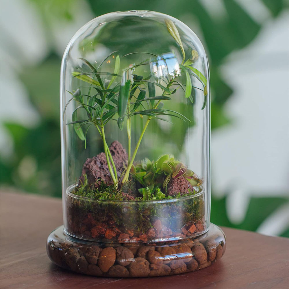 Glass Dome with Airhole Glass  - Terrarium Glass Bottle review and price