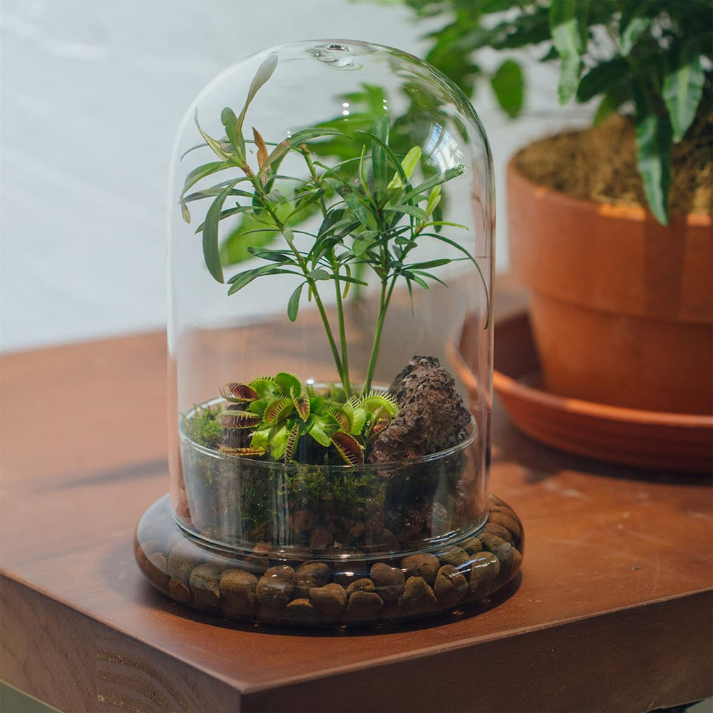 Glass Dome with Airhole Glass  - Terrarium Glass Bottle review and price